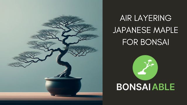 Air Layering Japanese Maple For Bonsai