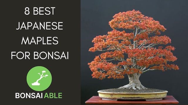 8 Best Japanese Maples For Bonsai