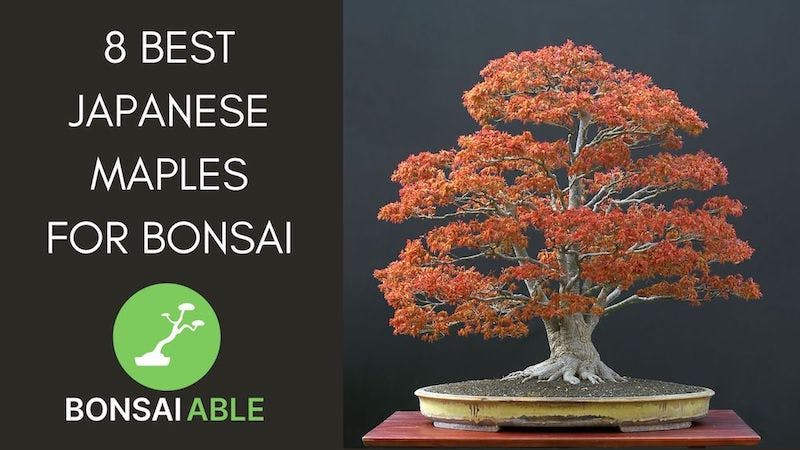 8 Best Japanese Maples For Bonsai