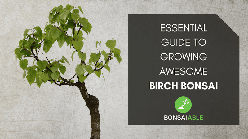 Birch Bonsai Tree Care - 2023 Update