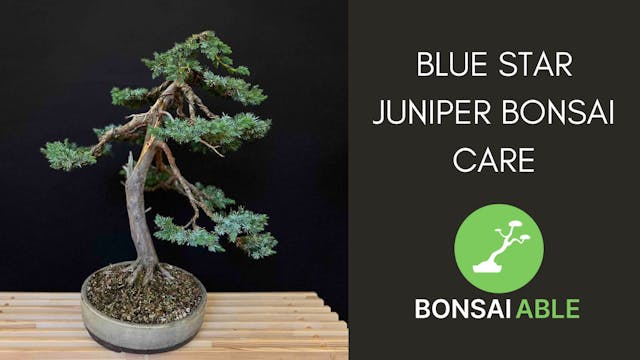 Blue Star Juniper Bonsai Care (Juniperus squamata)