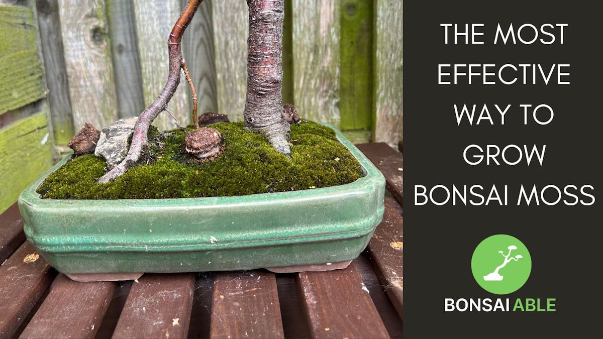 The Most Effective Way To Grow Bonsai Moss