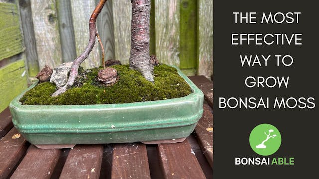 The Most Effective Way To Grow Bonsai Moss