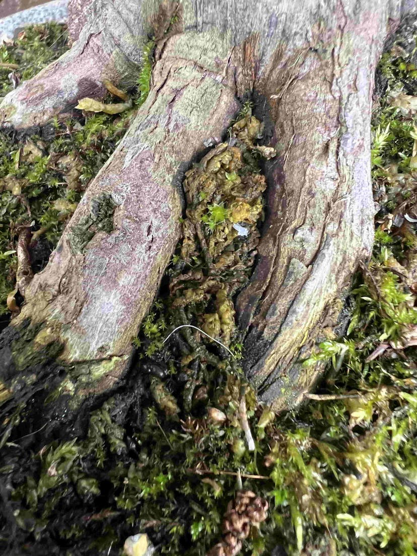 Sphagnum moss nebari