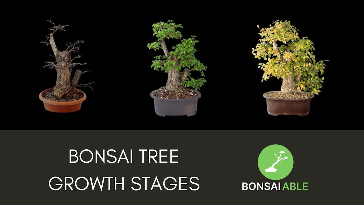 Bonsai Tree Growth Stages