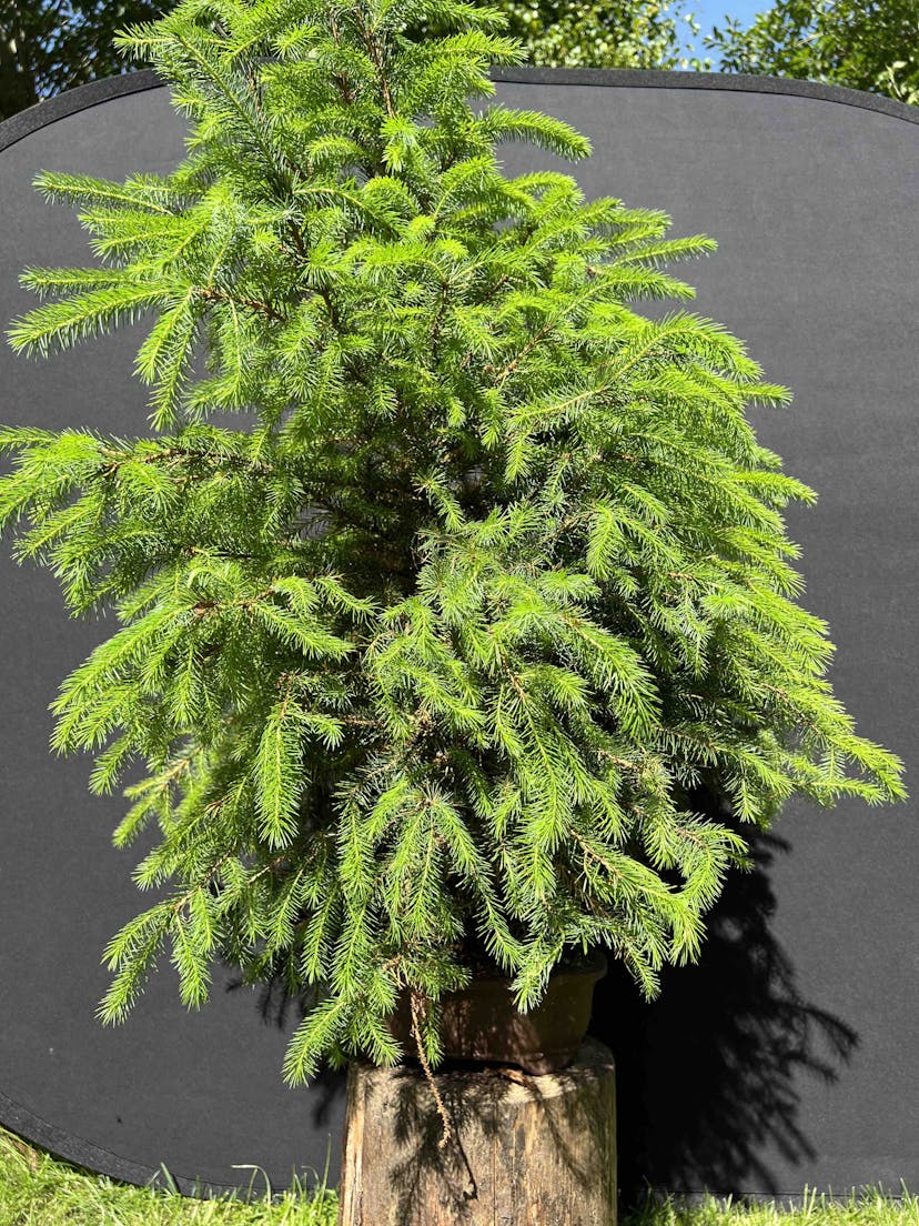 Repotted Siberian spruce bonsai in early development