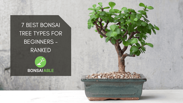 7 Best Bonsai Tree Types For Beginners - Ranked