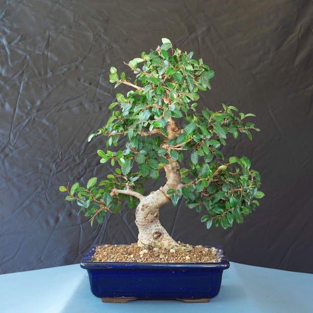 Chinese elm bonsai for beginner