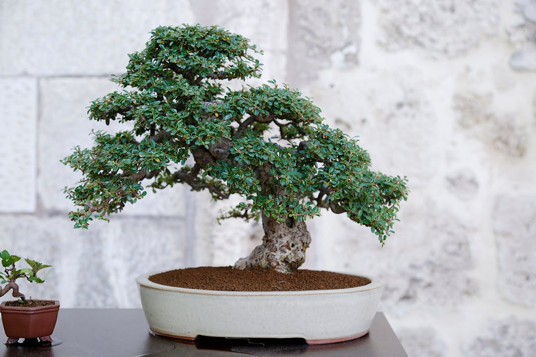 Chinese elm bonsai for beginner