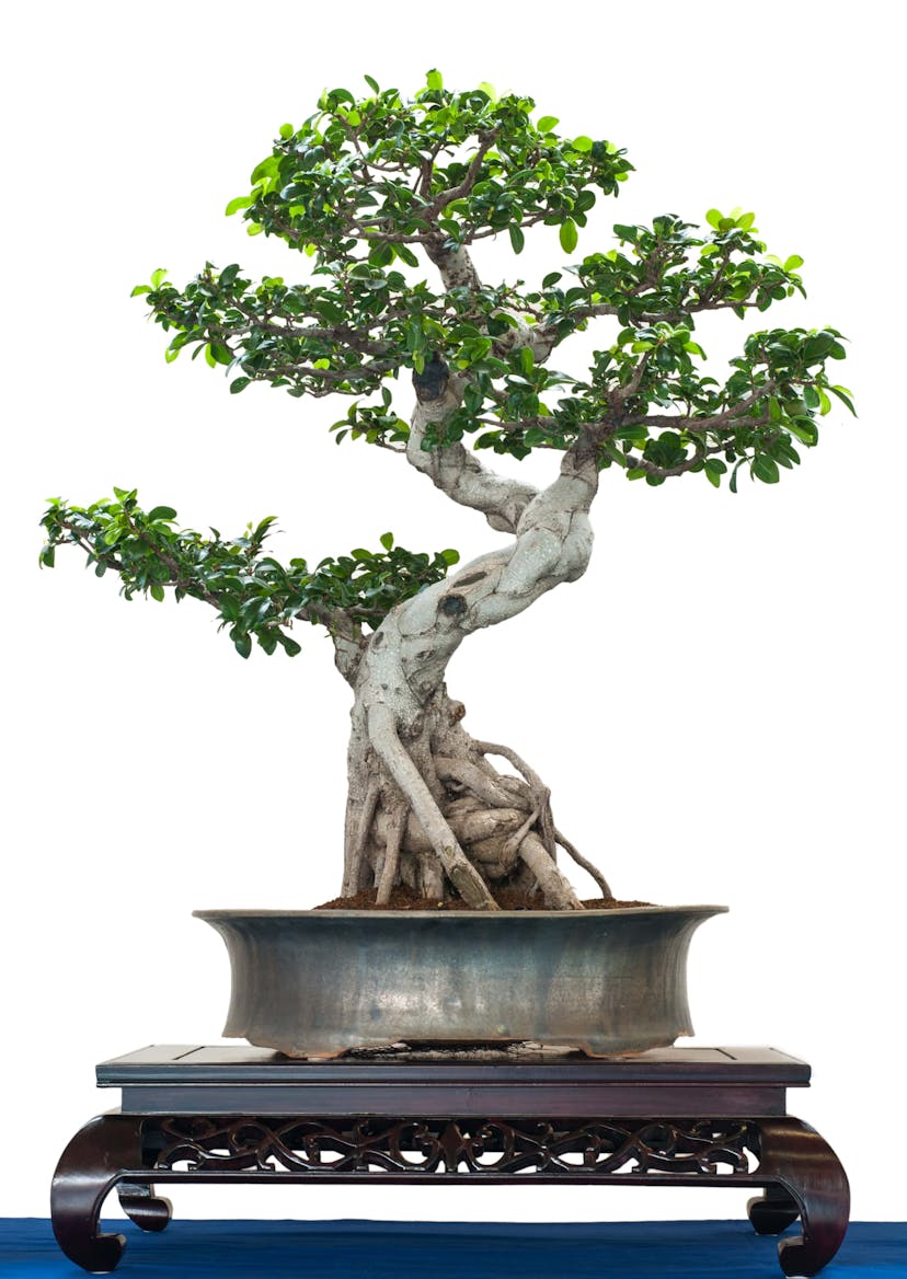 Ficus beginner bonsai