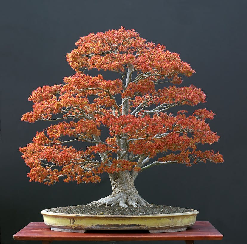 Japanese maple bonsai for beginner