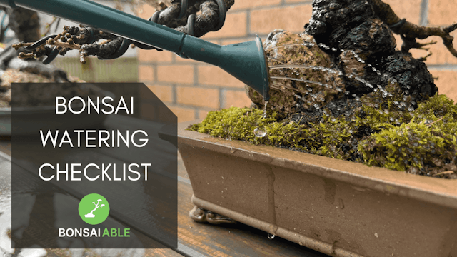 6 Step Checklist To Improve Your Bonsai Watering