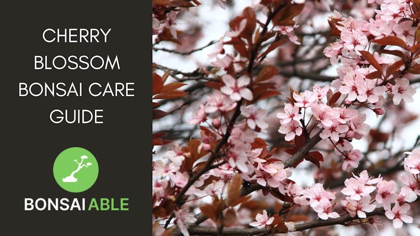 Cherry Blossom (Sakura) Bonsai Tree Care