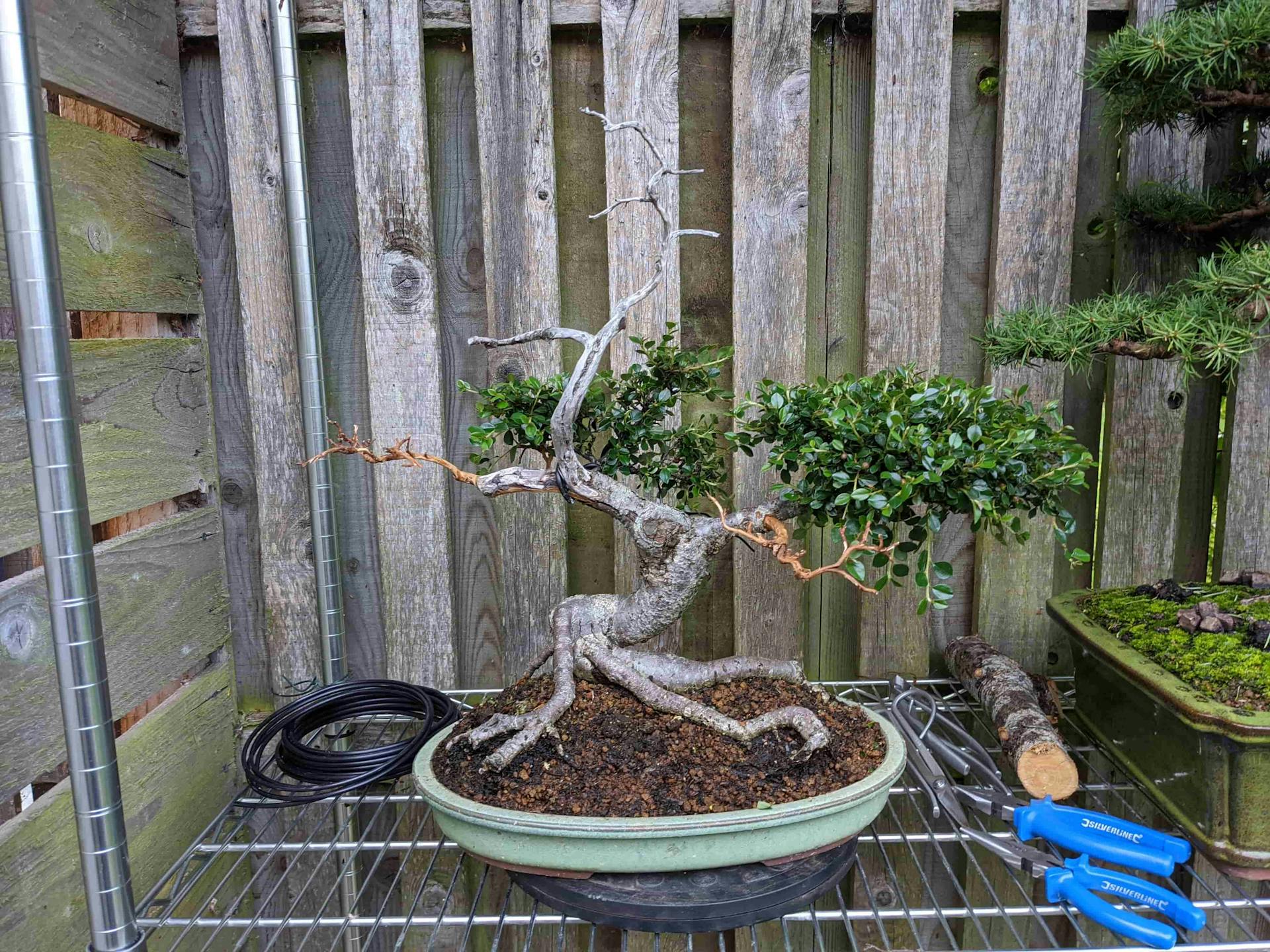 Cotoneaster bonsai pruning