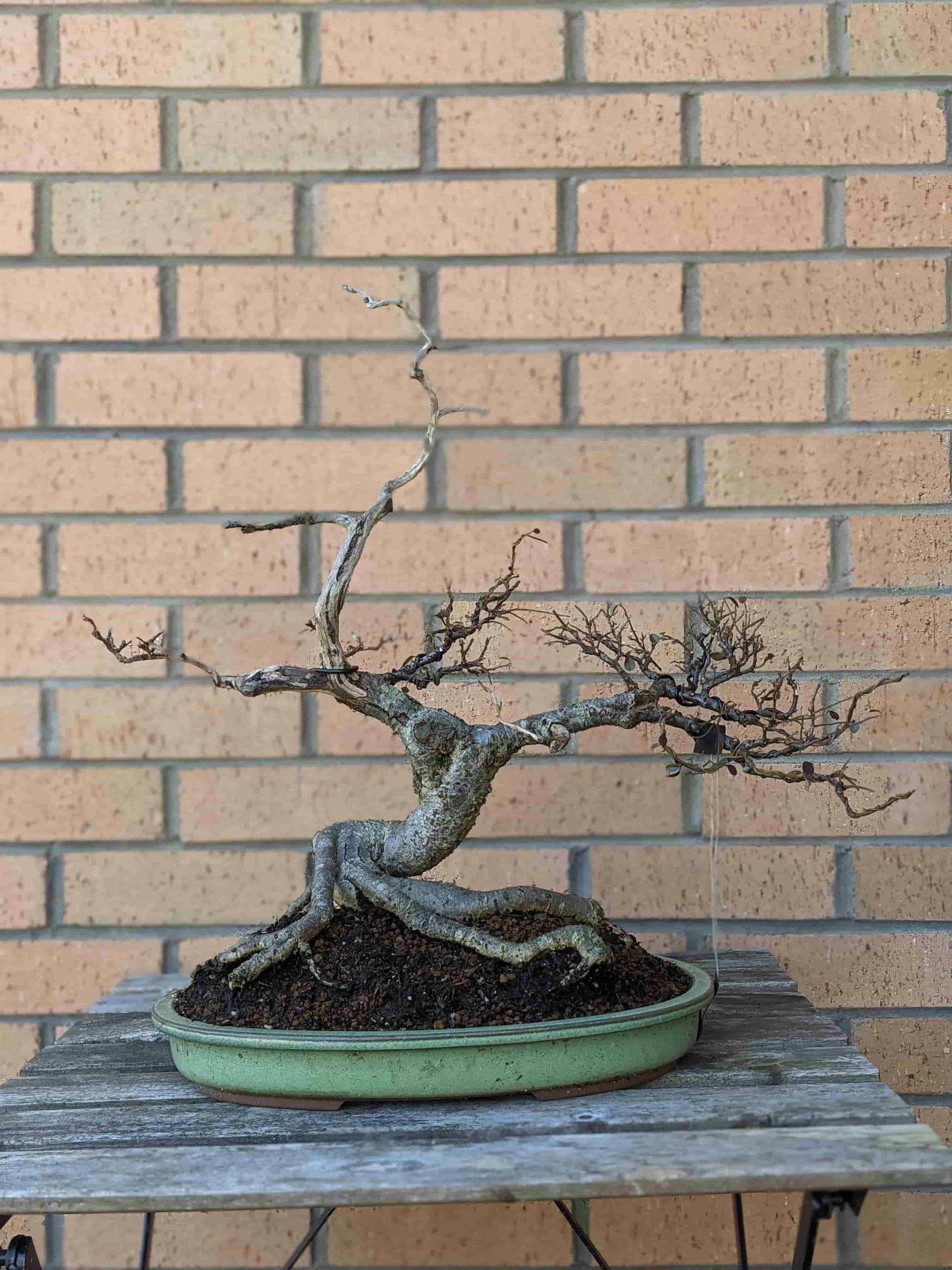 Cotoneaster bonsai styles