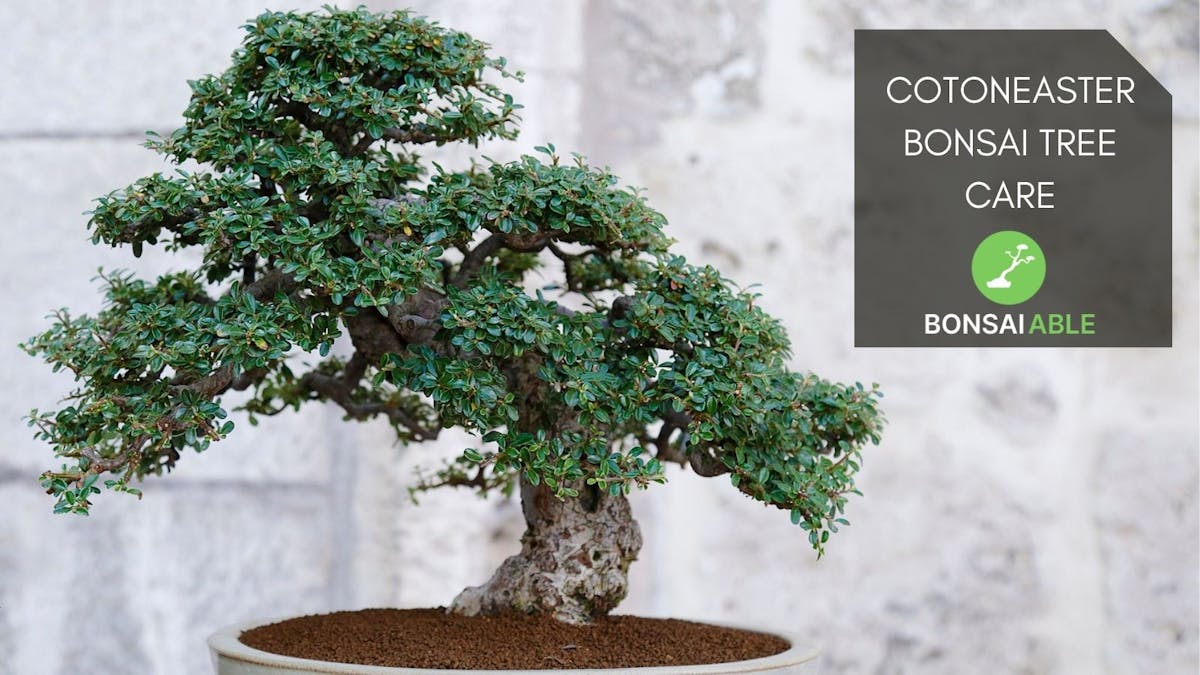 Cotoneaster Bonsai Tree Care - Everything You Need To Know