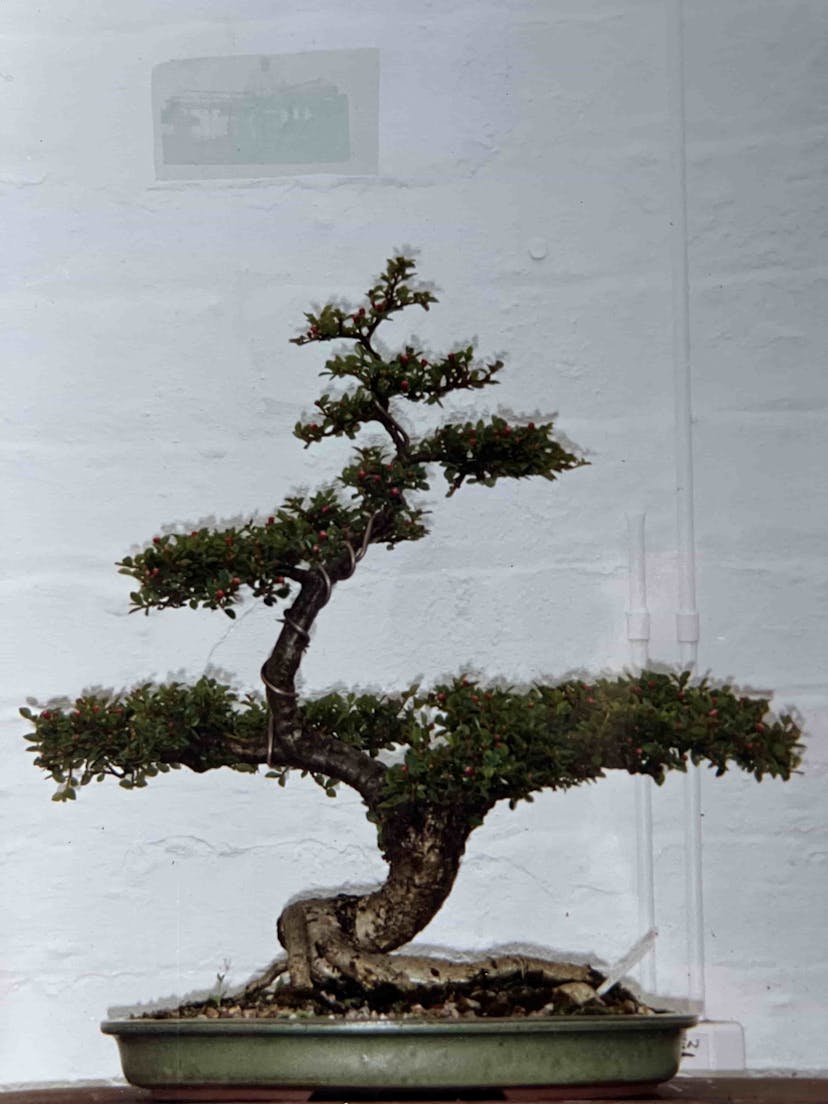 Informal upright Cotoneaster bonsai