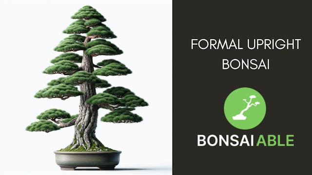 Formal Upright Bonsai: Techniques, Tips, And Tree Selection
