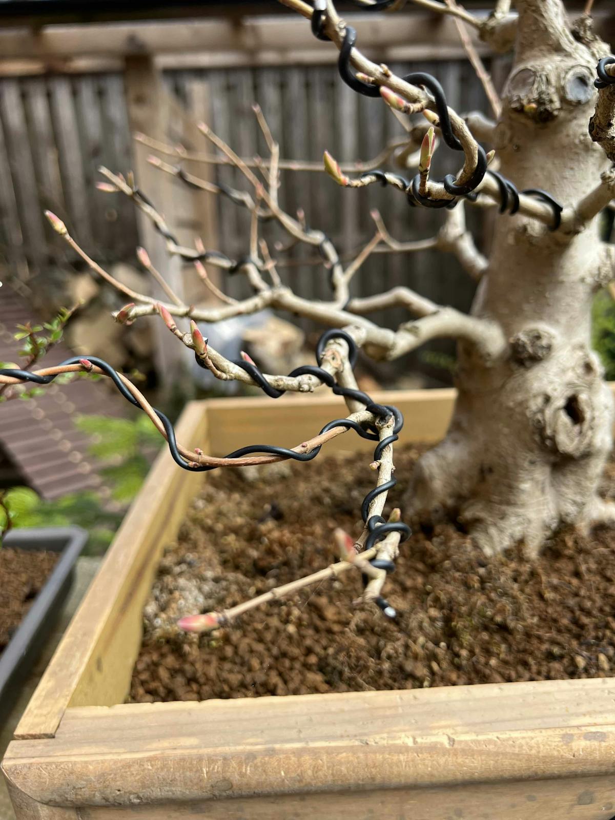 Maple with wire applied