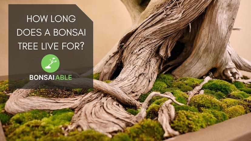 How Long Does A Bonsai Tree Live For?