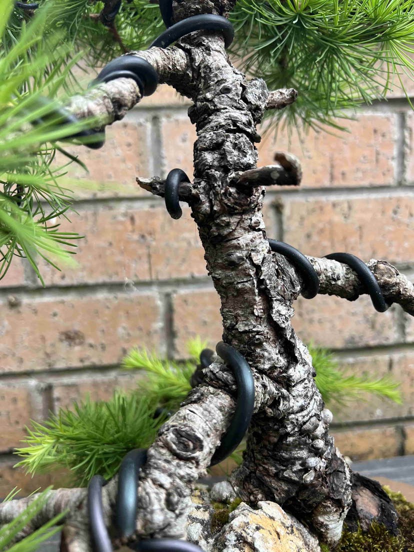 Old bonsai