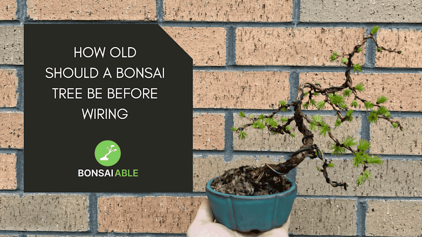 How Old Should A Bonsai Tree Be Before Wiring?