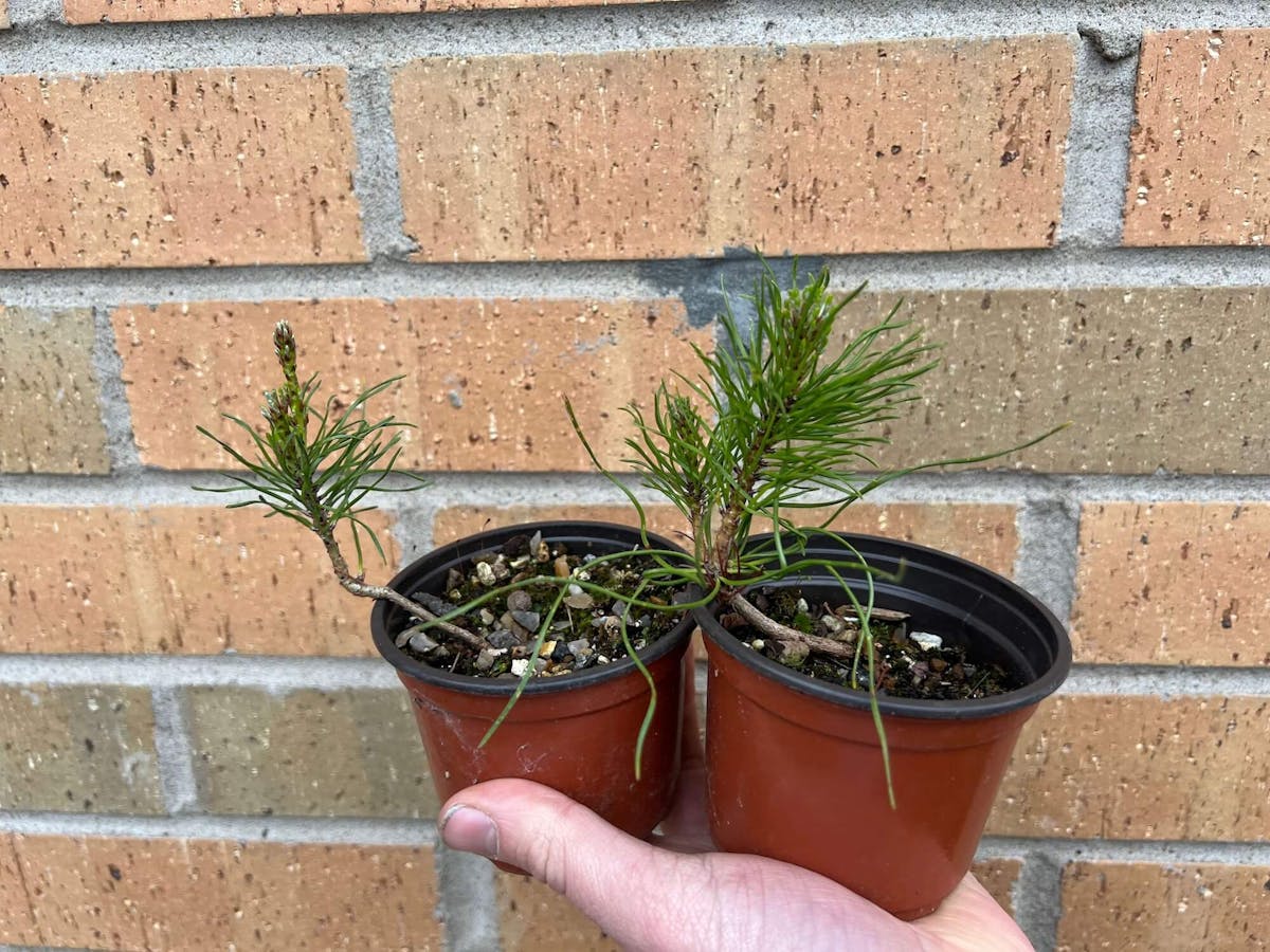 Scots pine seedlings ready to be wired