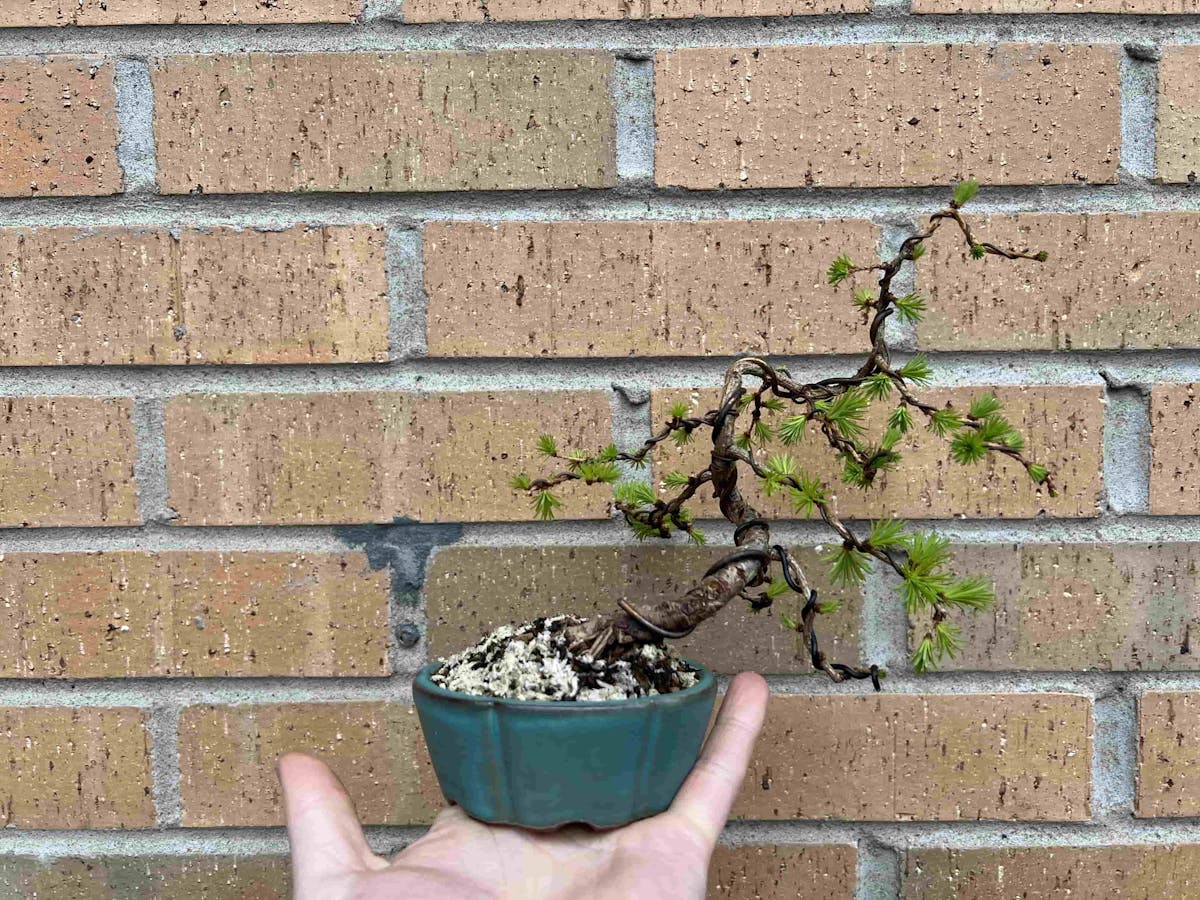 A young wired larch bonsai
