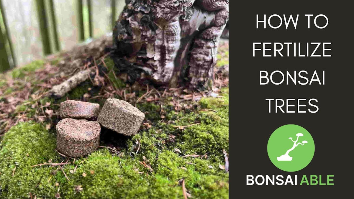 How To Fertilize Bonsai Trees (Deep Dive)