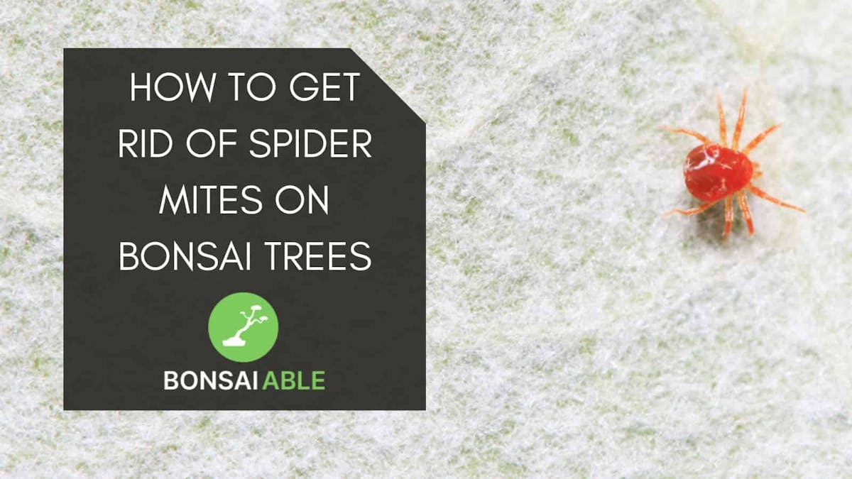 How To Get Rid Of Spider Mites On Bonsai Trees