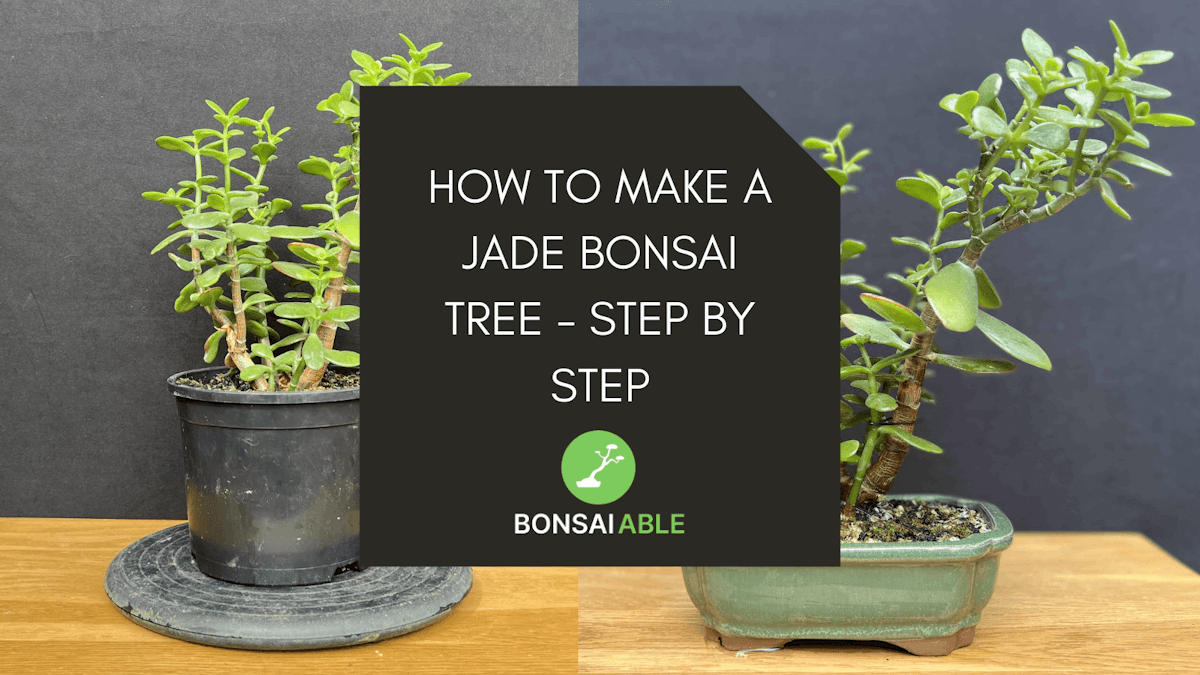 How To Make A Jade Bonsai Tree