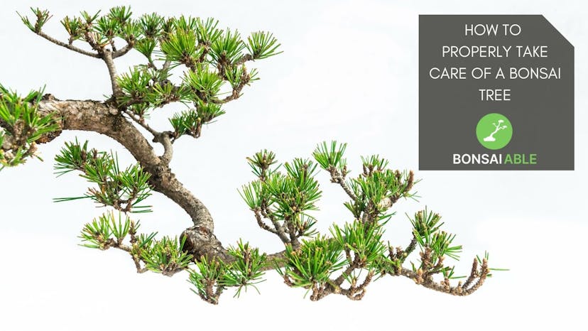 How To Properly Take Care Of A Bonsai Tree