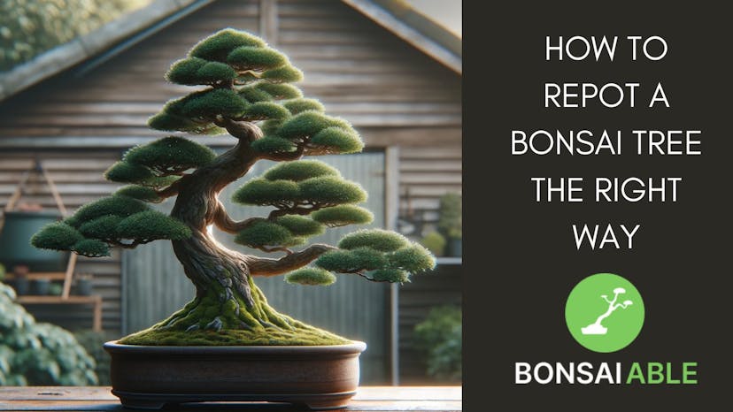 How To Repot A Bonsai Tree The Right Way