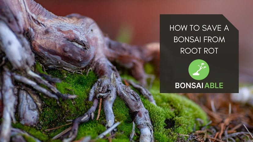How To Save A Bonsai From Root Rot