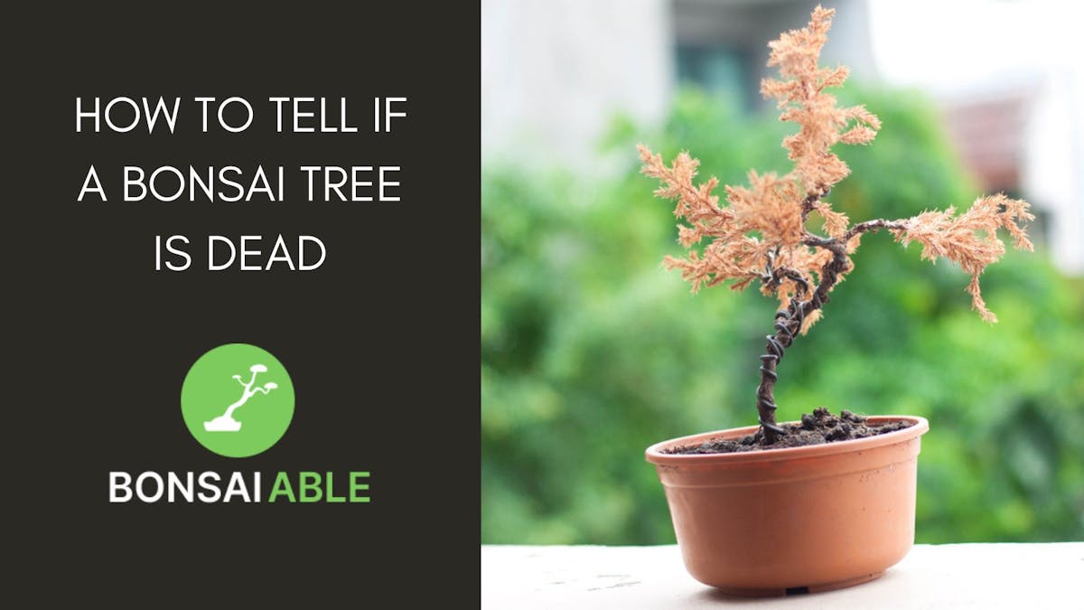 How To Tell If A Bonsai Tree Is Dead