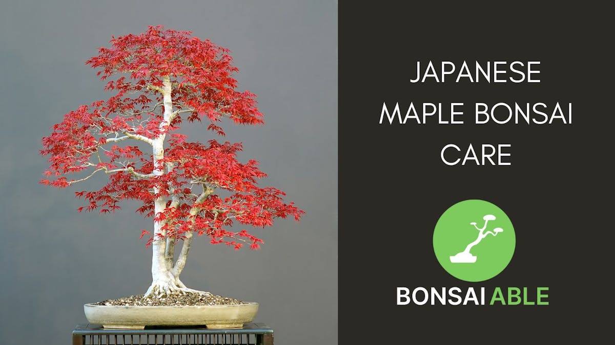 Japanese Maple Bonsai Care Essentials