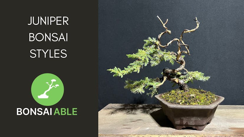 Juniper Bonsai Styles - Complete Guide
