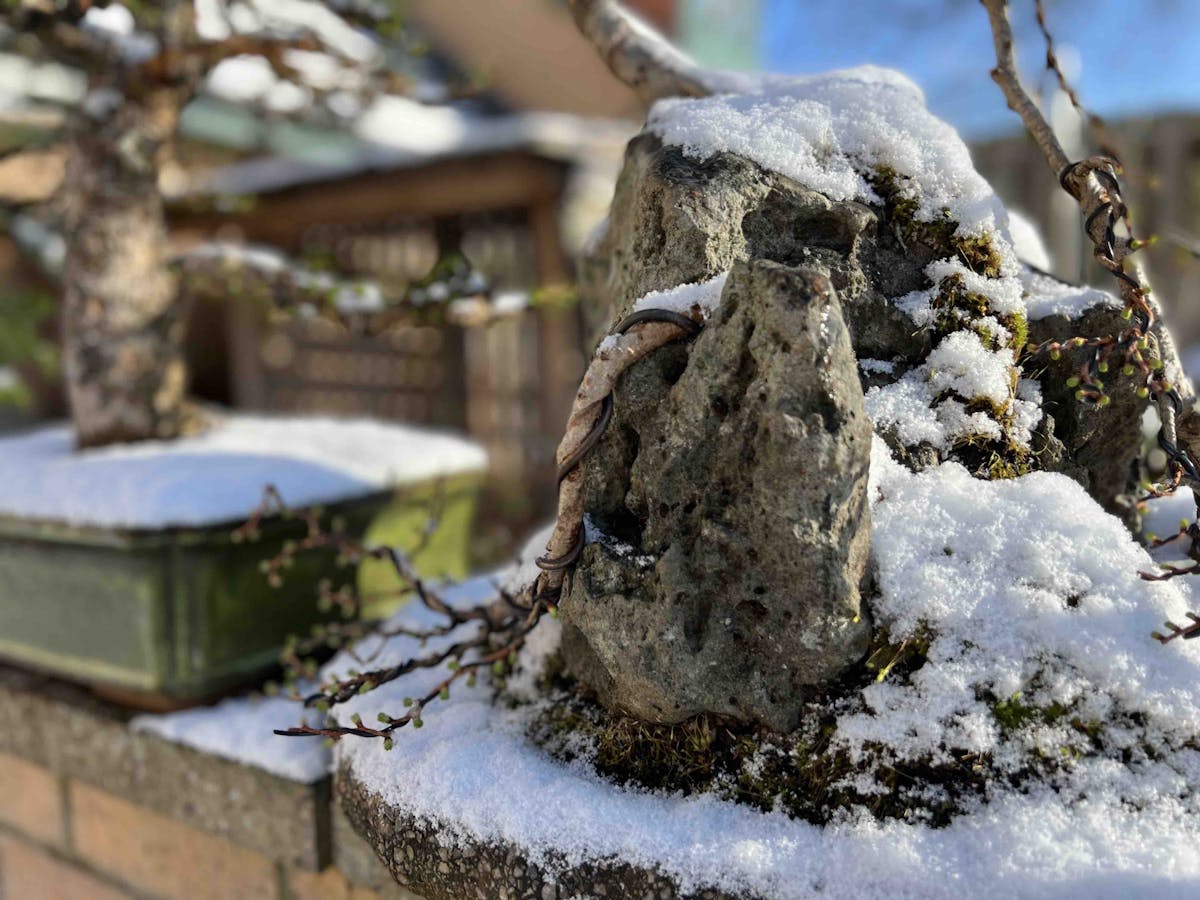 Larch bonsai on rock in winter