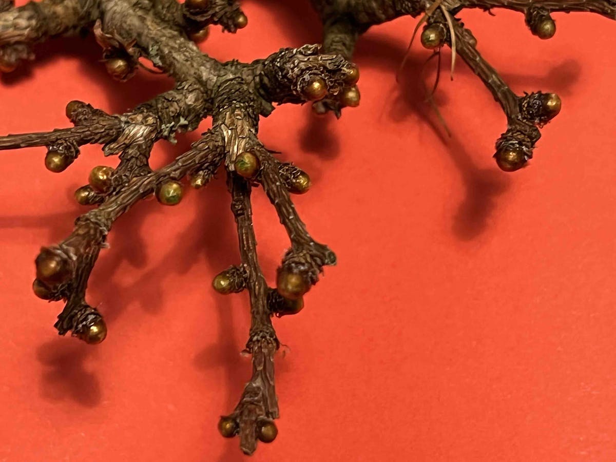 Larch bonsai knuckle growth