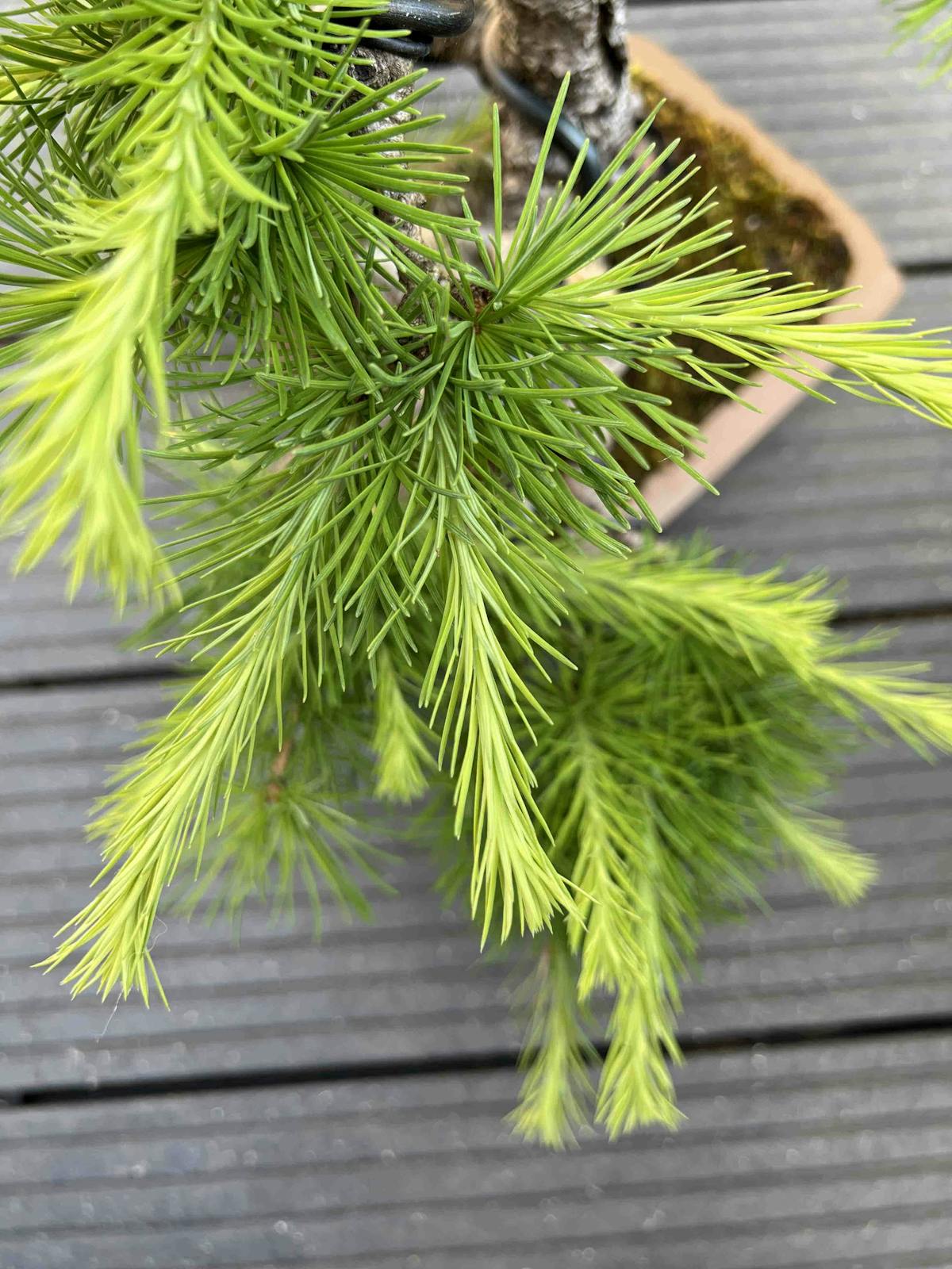 Larch bonsai before pruning new growth