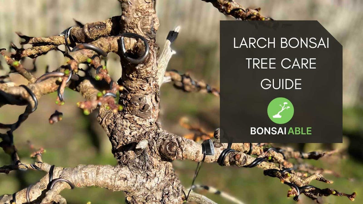 Larch Bonsai Tree Care Guide - Everything In One Place