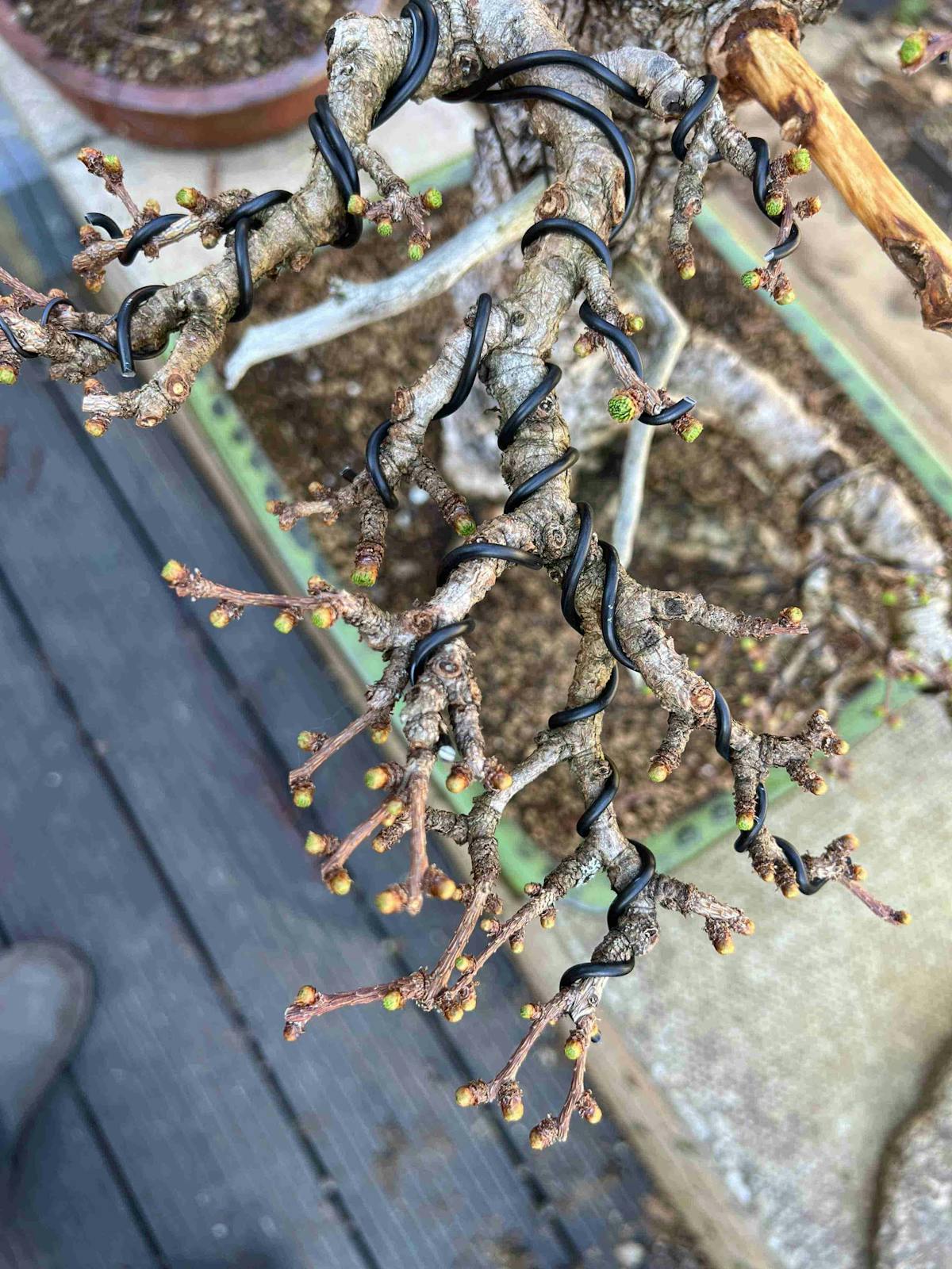 Larch bonsai wiring