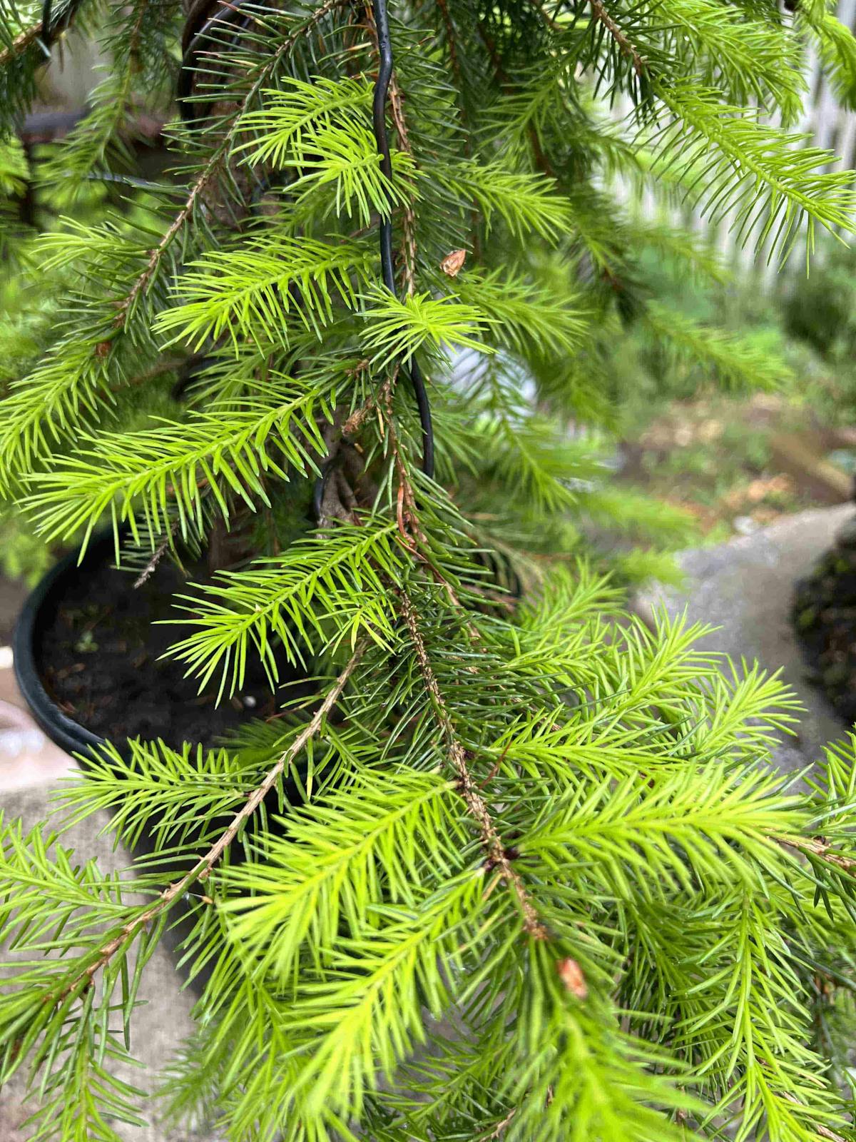 New foliage on a Norway Spruce bonsai
