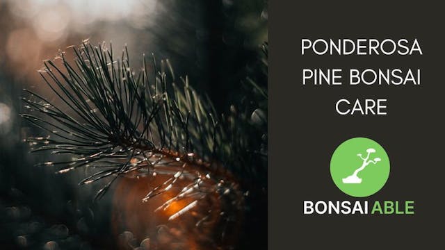 Ponderosa Pine Bonsai Care