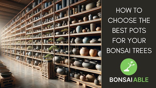 How To Choose The Best Pots For Your Bonsai Trees