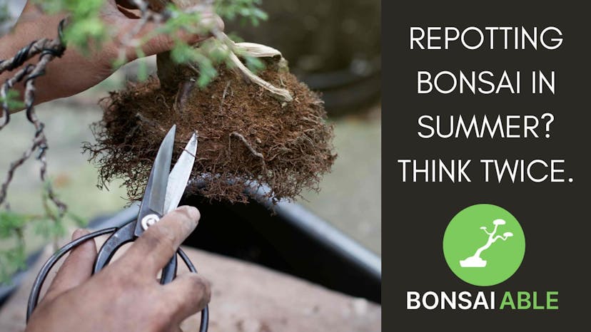 Repotting Bonsai In Summer? Think Twice!