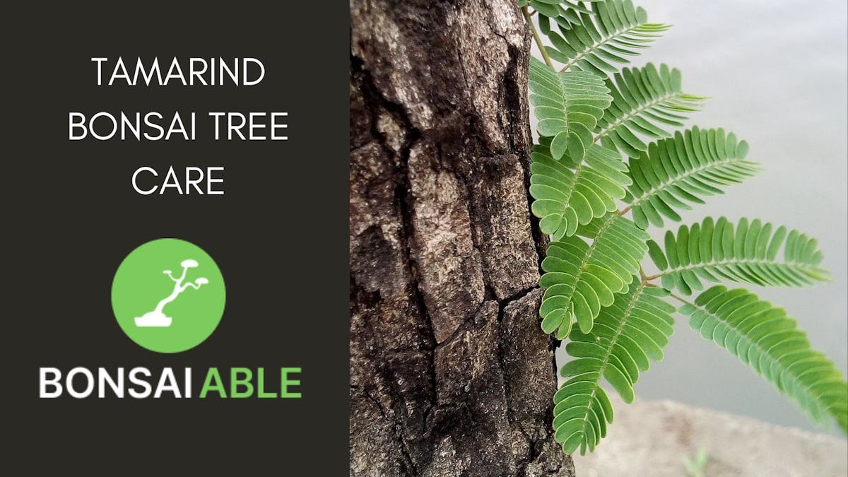 Tamarind Bonsai Tree Care Guide