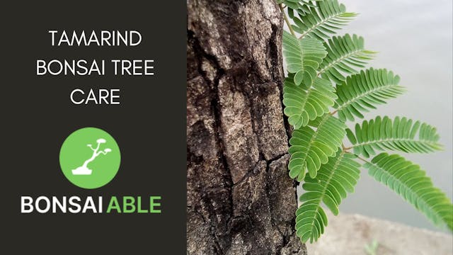 Tamarind Bonsai Tree Care Guide