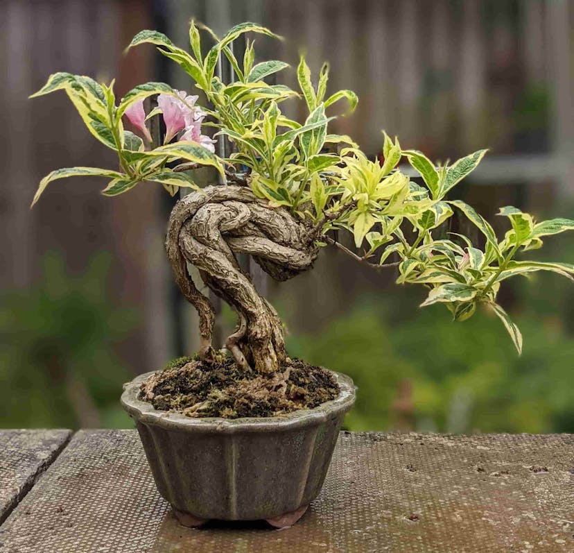 Healthy bonsai root system