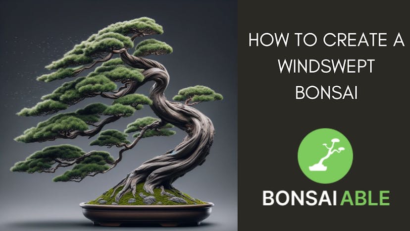 How To Create A Windswept Bonsai